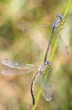 Imagem de Lestes stultus Hagen 1861