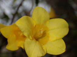 Image of Rankin's trumpetflower