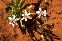 Image of Lapeirousia arenicola Schltr.