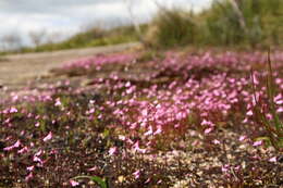 Image de Utricularia multifida R. Br.