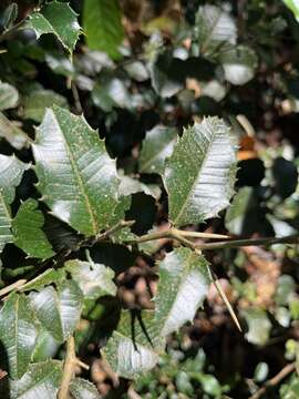 Image of Streblus ilicifolius (Vidal) Corner