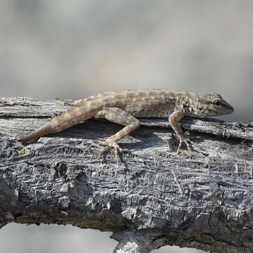 Image of Blandford's Semaphore Gecko