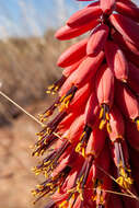 Image of Magalies aloe