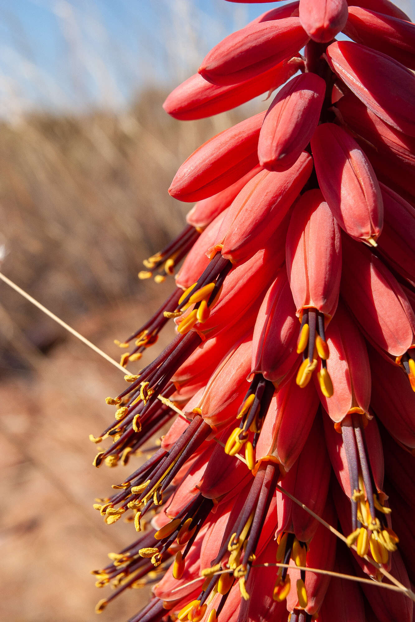 Image of Magalies aloe