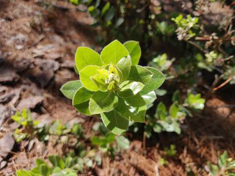 Image of Arctostaphylos tomentosa subsp. hebeclada (DC.) V. T. Parker, M. C. Vasey & J. E. Keeley