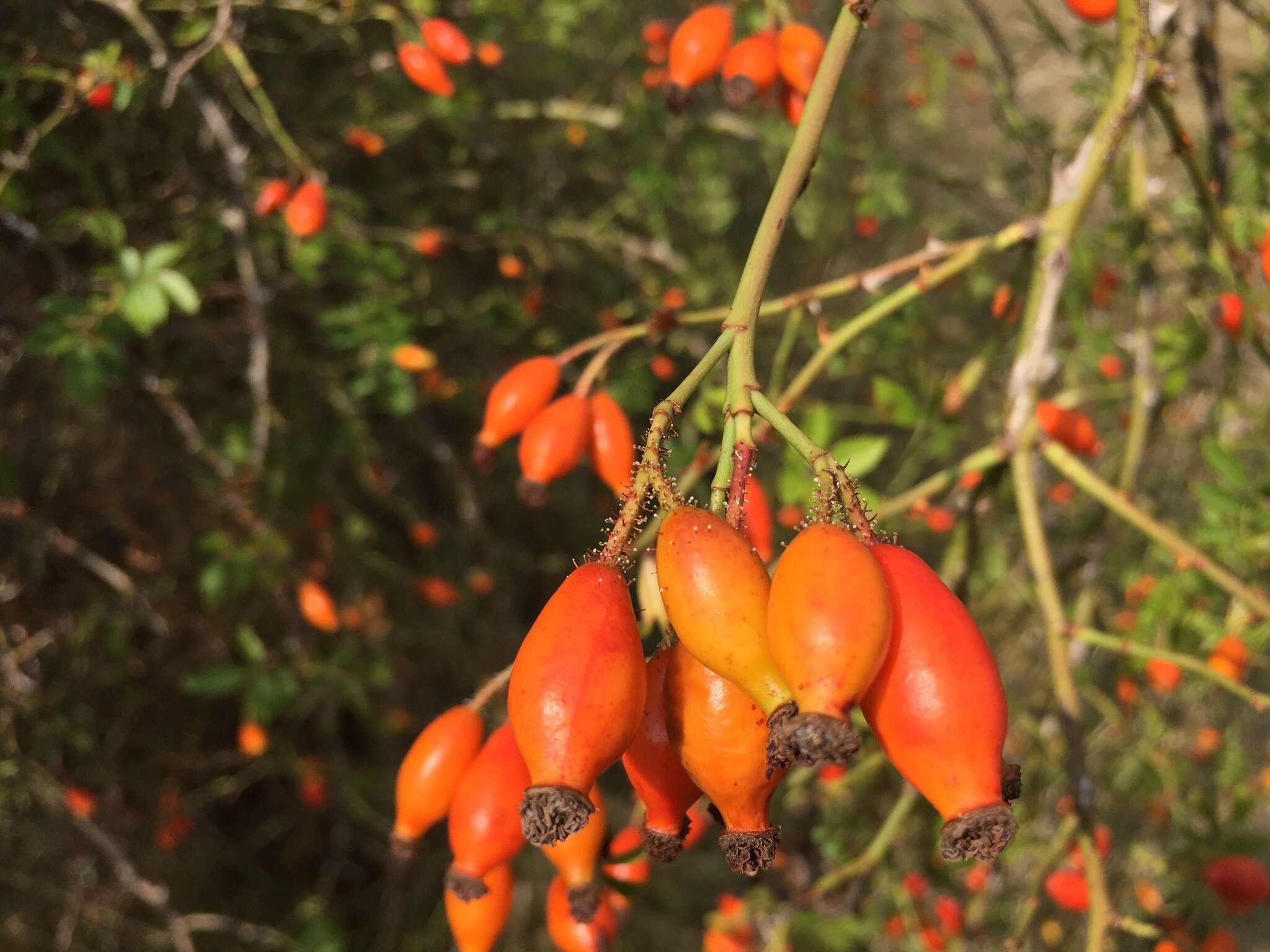 Image de "Rosier à petites fleurs, Églantier à petites fleurs"