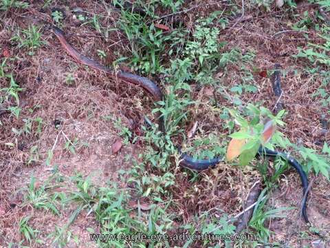 Image of Central American Indigo Snake