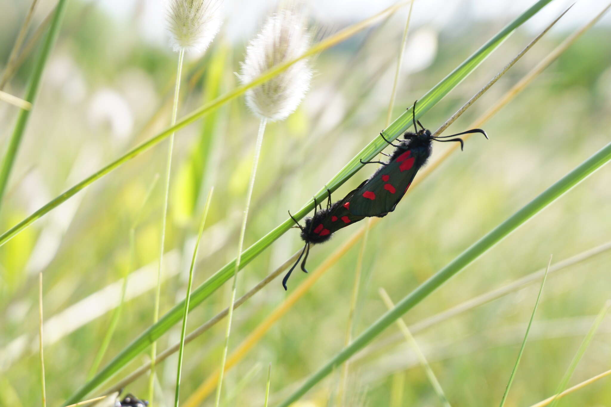 Image of Zygaena trifolii Esper 1783