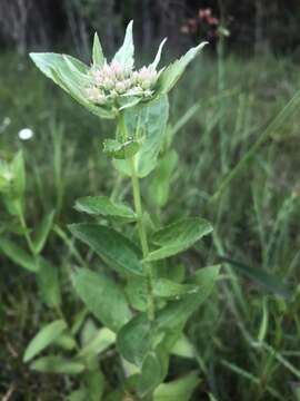 Pluchea yucatanensis G. L. Nesom resmi