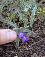 Imagem de Anchusa crispa subsp. maritima (Vals.) F Selvi & M. Bigazzi