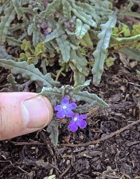 Image of Anchusa crispa subsp. maritima (Vals.) F Selvi & M. Bigazzi