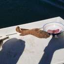 Image of Giant jawfish