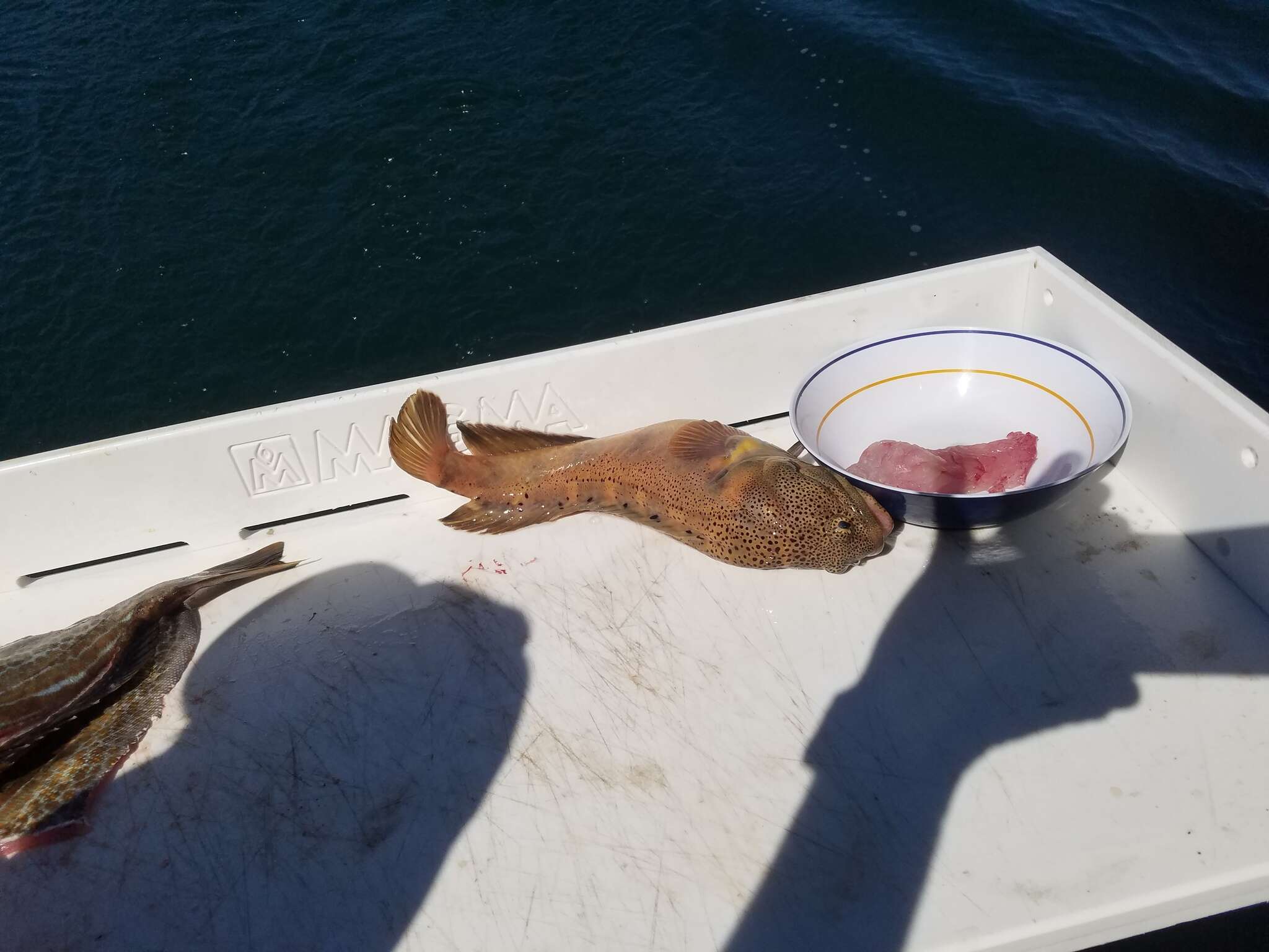 Image of Giant jawfish