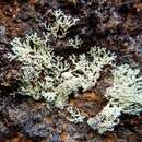 Image of arctoparmelia lichen