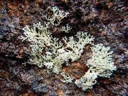 Image of arctoparmelia lichen