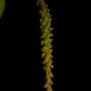 Image of Southern green fairy orchid