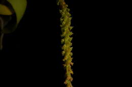 Image of Southern green fairy orchid