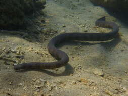 Image of Reef shallows seasnake