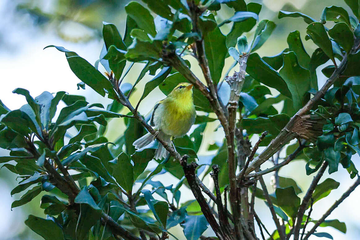 صورة Phylloscopus ruficapilla (Sundevall 1850)