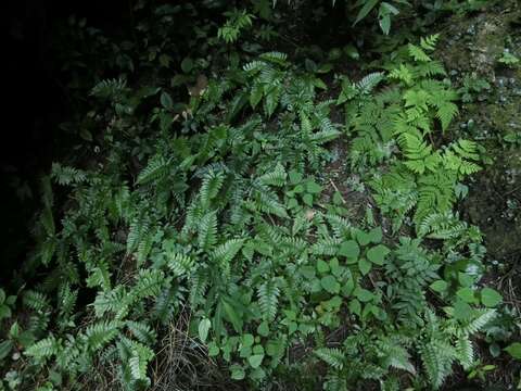 Hymenasplenium apogamum (N. Murak. & Hatan.) Nakaike resmi