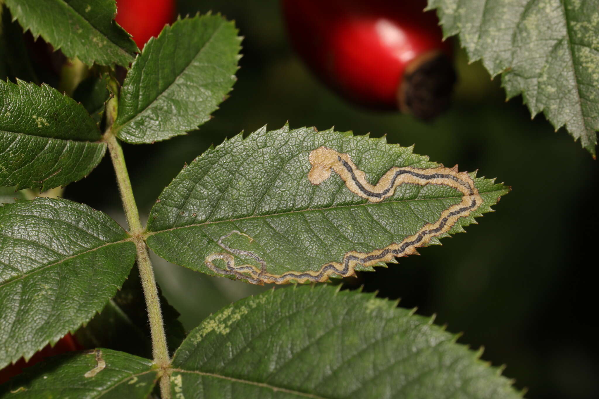 Image of rose leaf miner