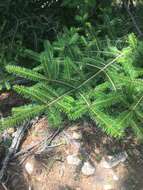 Image of Abies durangensis var. coahuilensis (I. M. Johnst.) Martínez