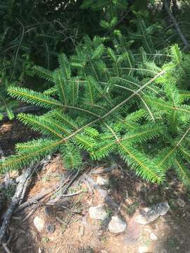 Plancia ëd Abies durangensis var. coahuilensis (I. M. Johnst.) Martínez