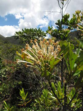 صورة Ixora francii Schltr. & K. Krause