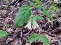 Image de Lonicera canadensis Bartr. ex Marsh.