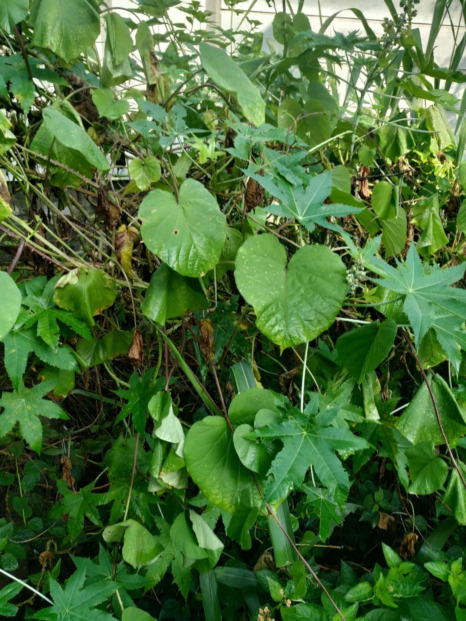 Image of Ipomoea parasitica (Kunth) G. Don