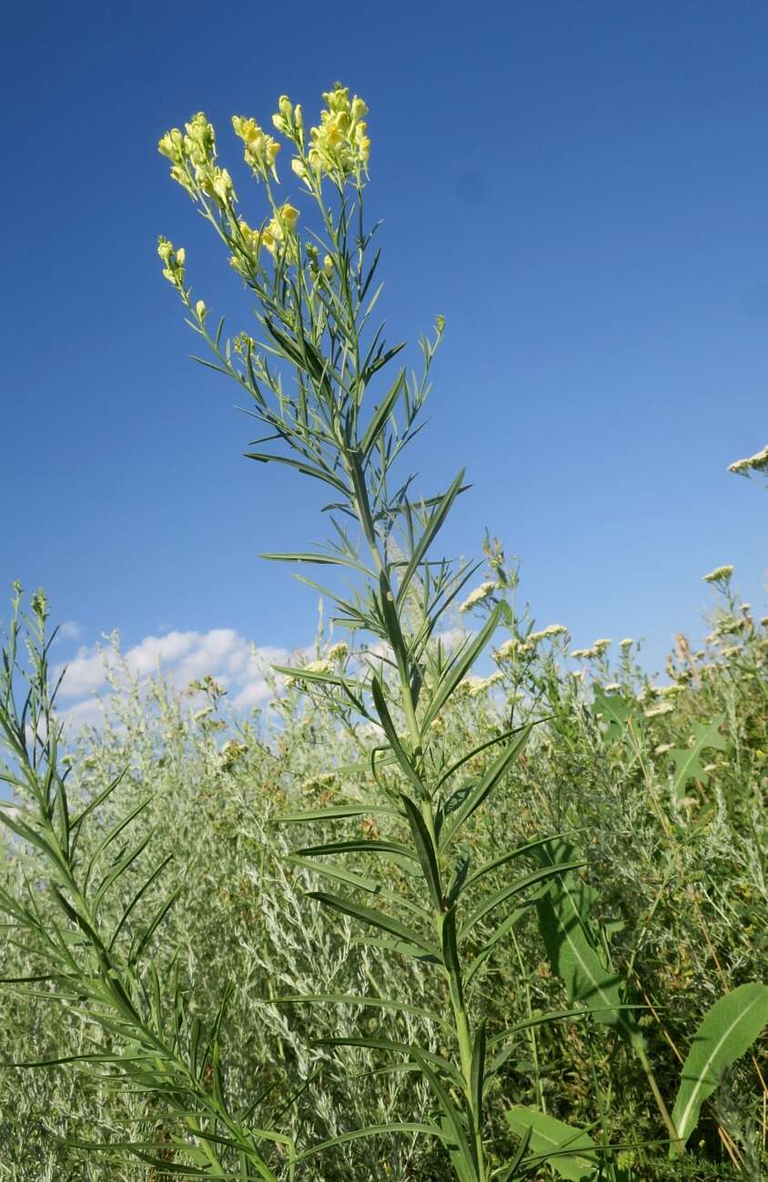 Image of Italian toadflax