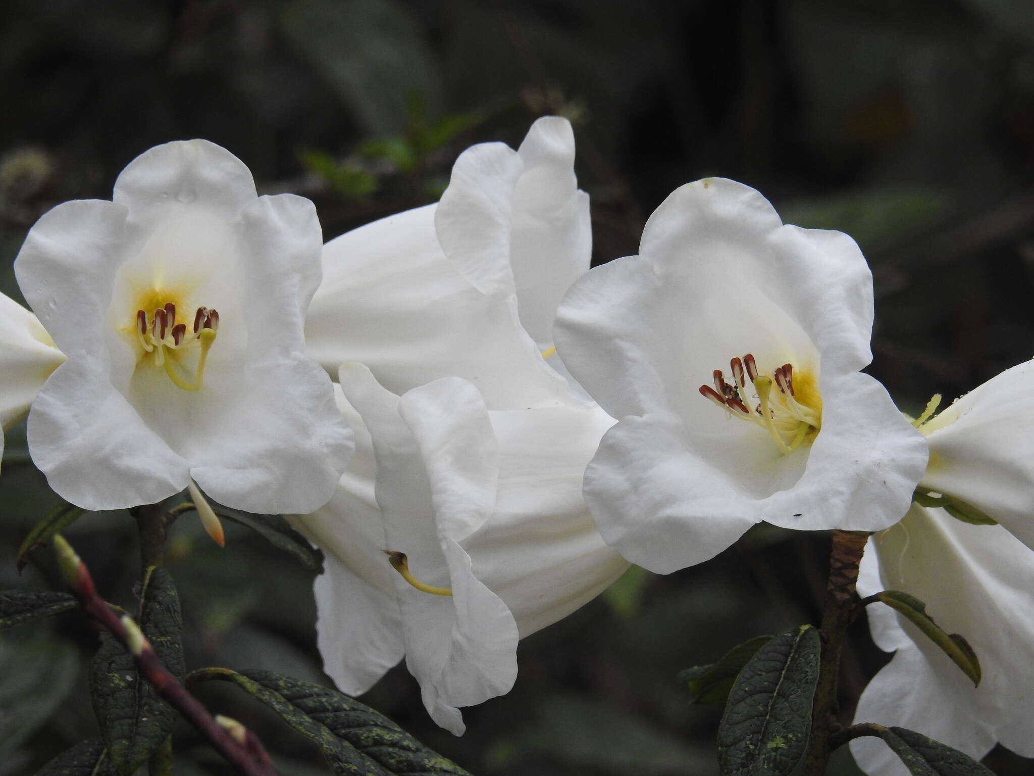 صورة Rhododendron lindleyi T. Moore