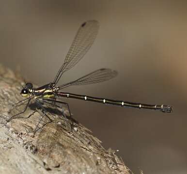 Image of Sydney flatwing