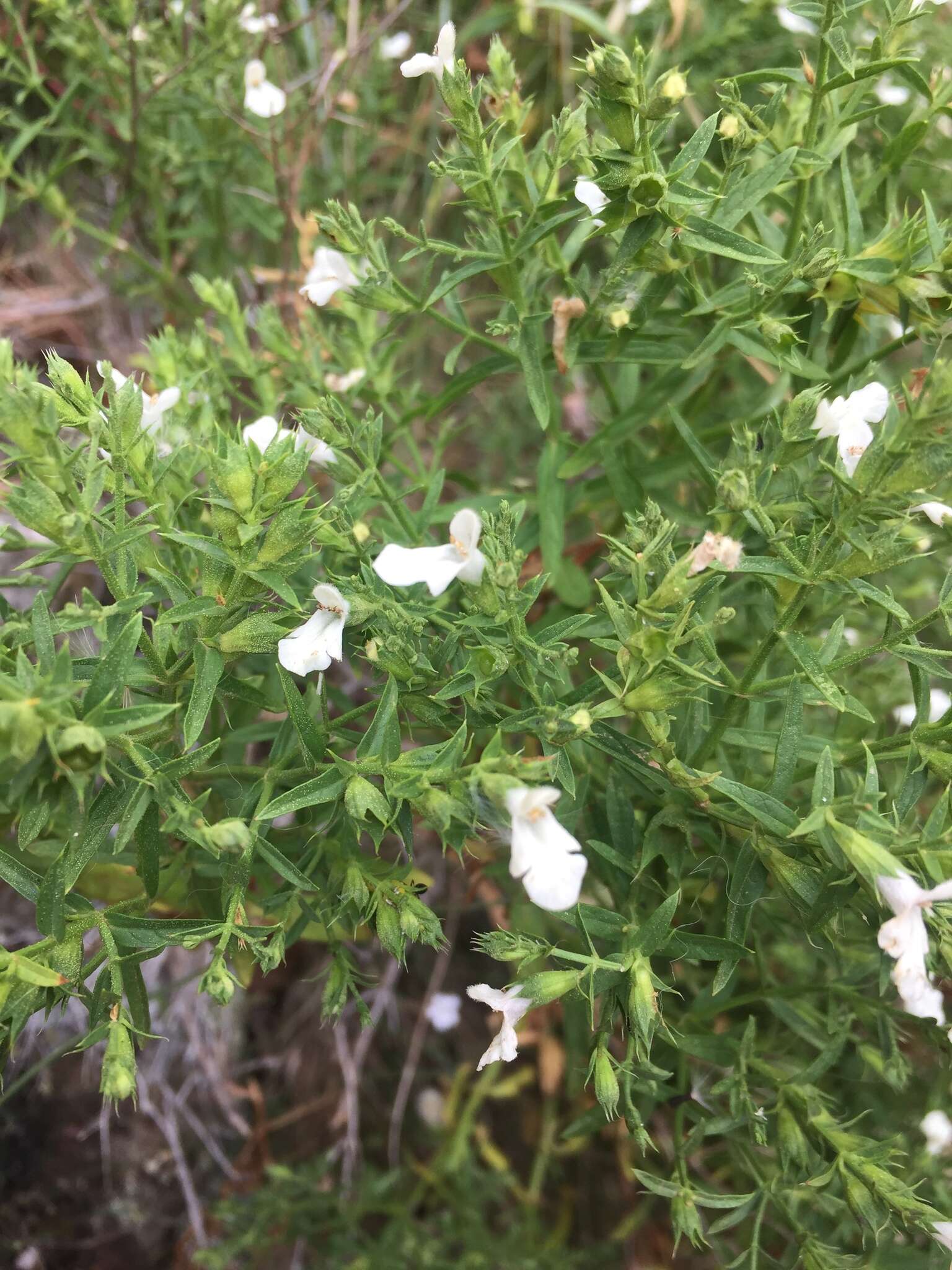 Image de Stachys glutinosa L.