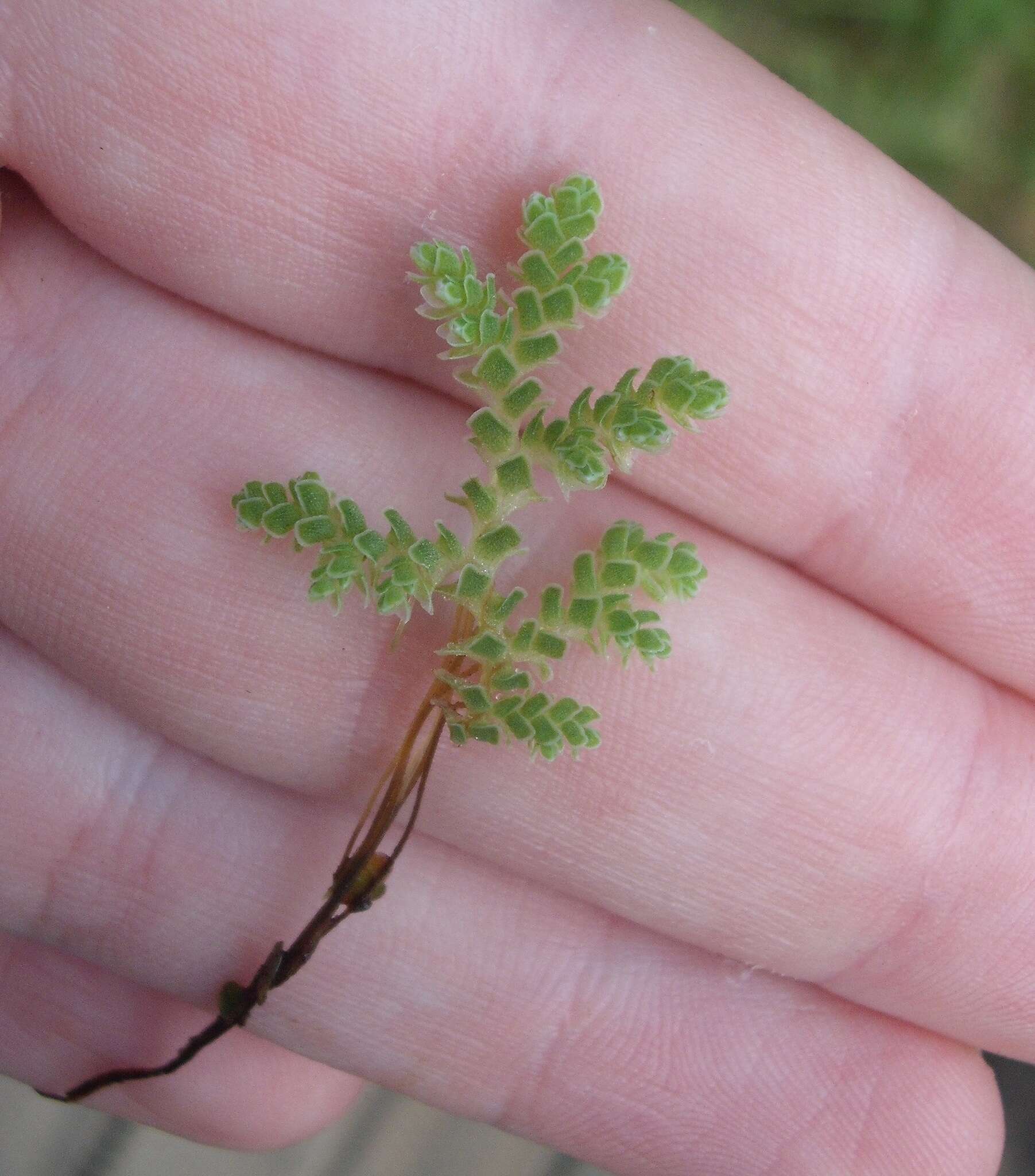 Image of Azolla rubra R. Br.