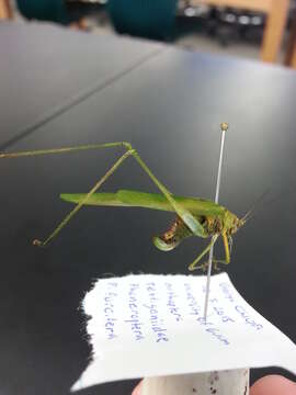 Image of Philippine katydid