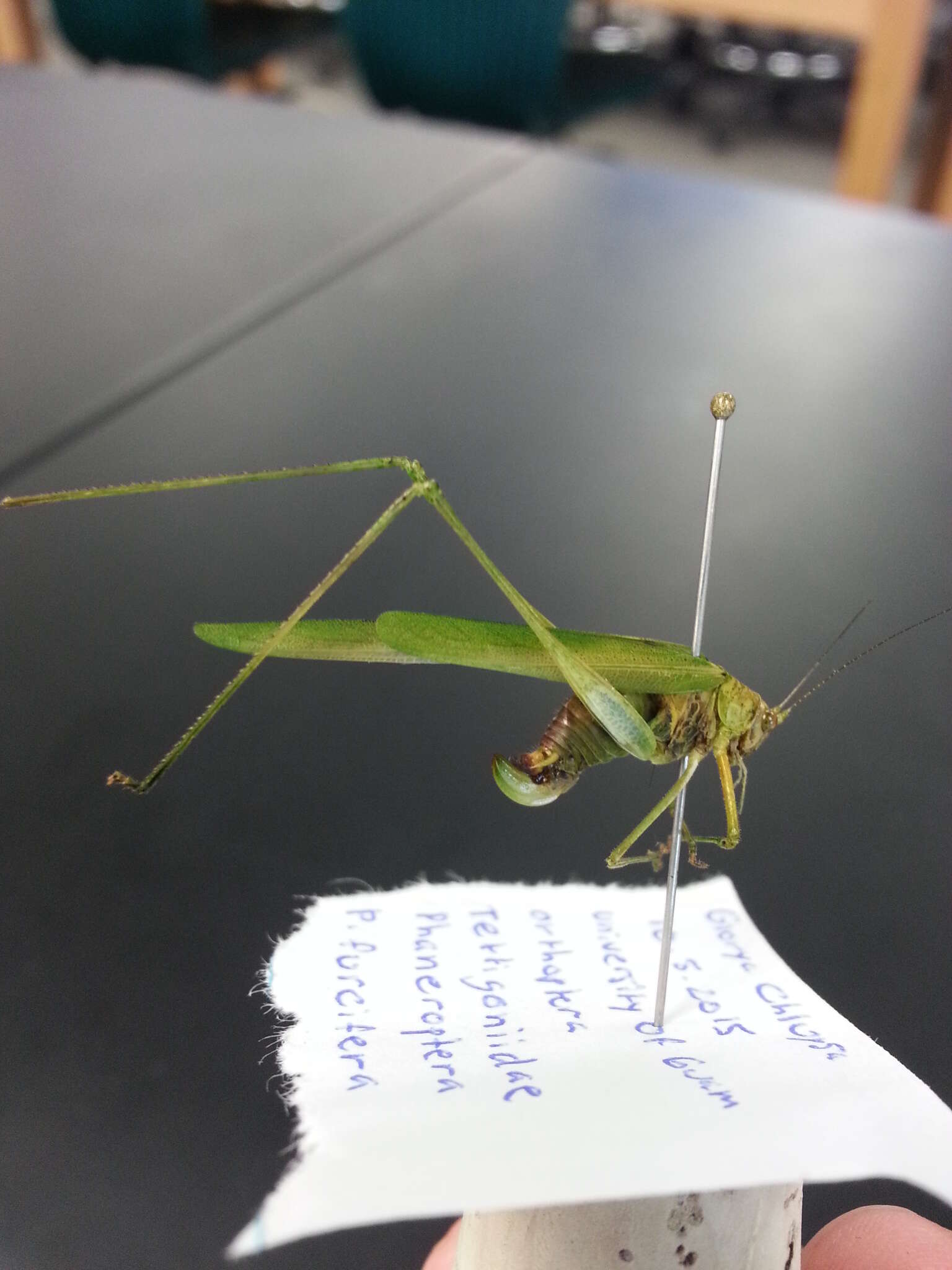 Imagem de Phaneroptera (Phaneroptera) furcifera Stål 1874