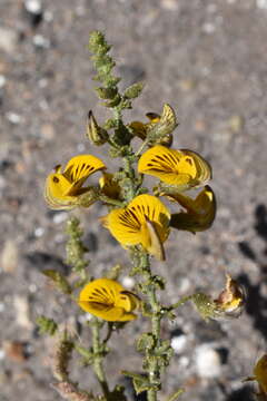 Image of Adesmia atacamensis Phil.