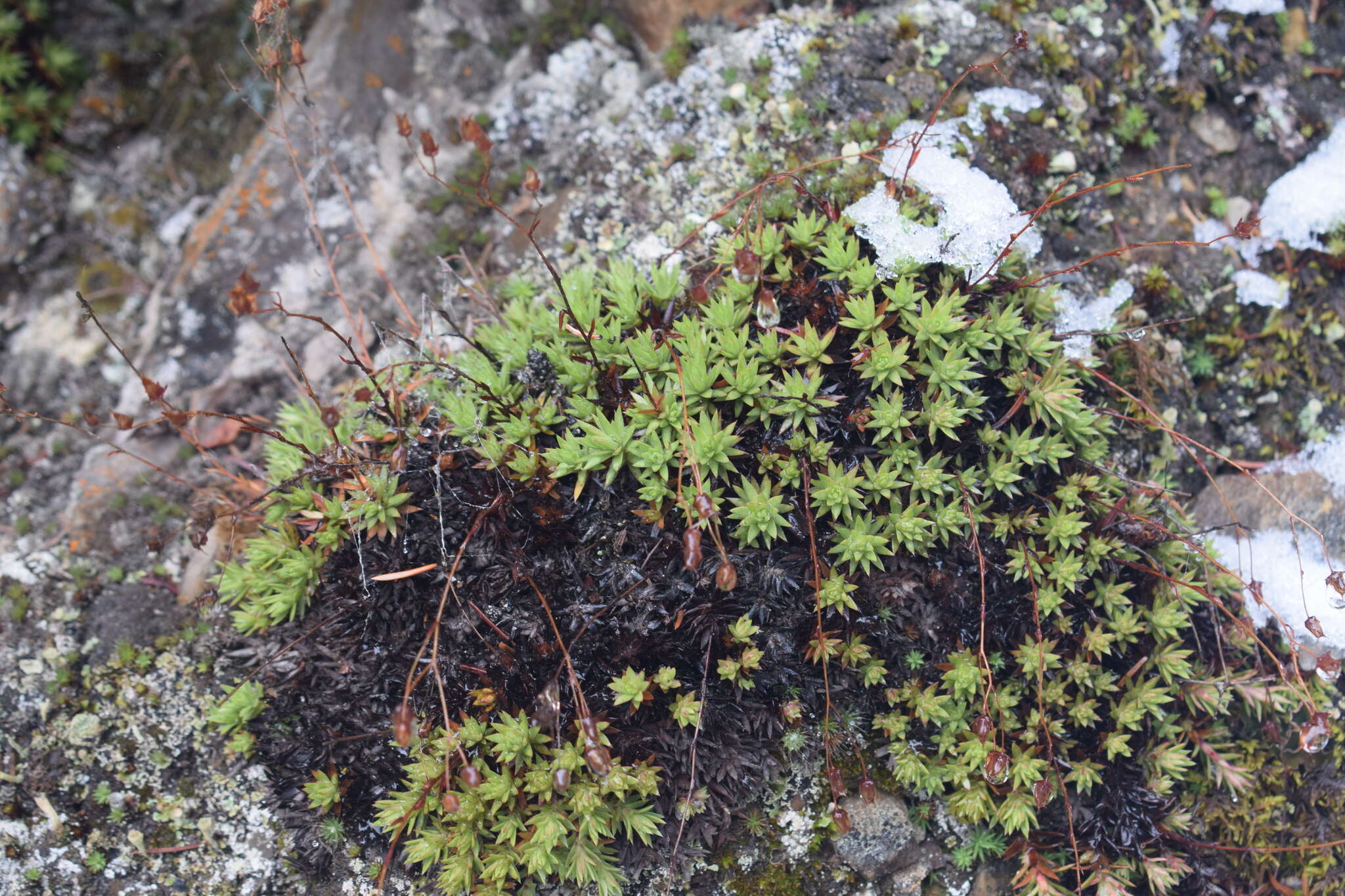 Image of yellowdot saxifrage