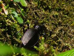 Carabus (Platycarabus) creutzeri Fabricius 1801 resmi