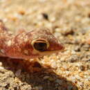 Image of Beaked Gecko