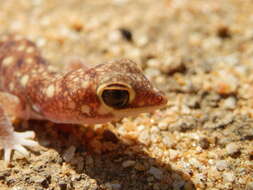 Image of Beaked Gecko