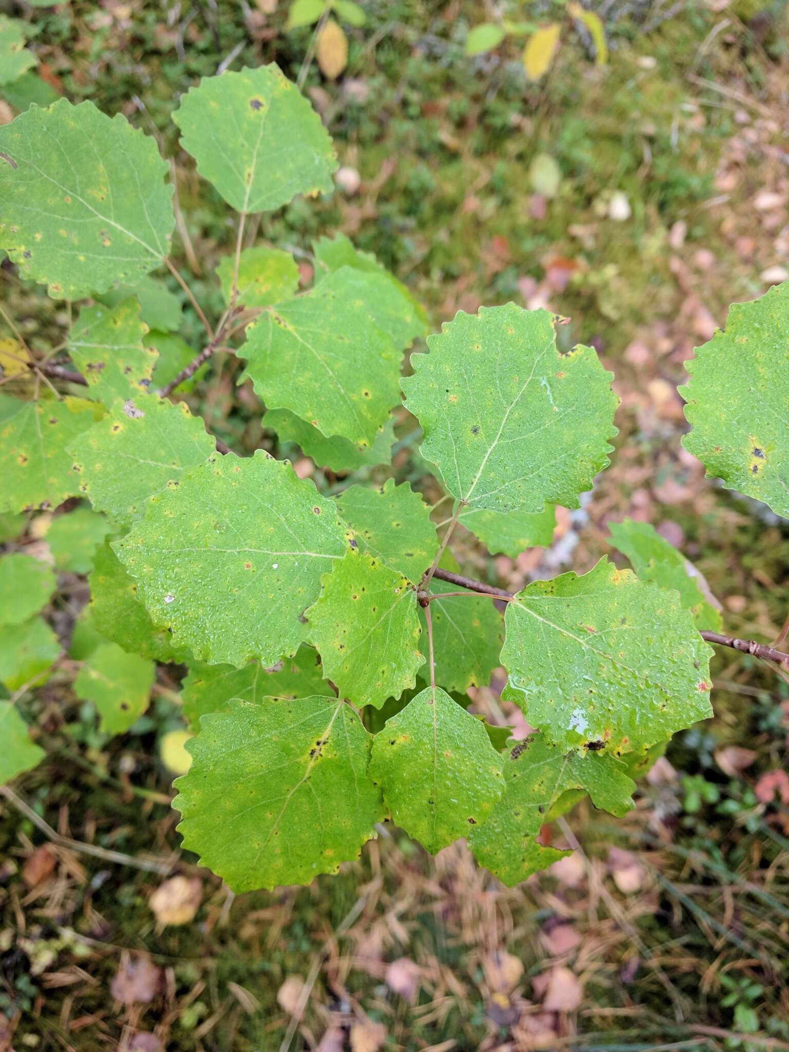 Image of Common Aspen