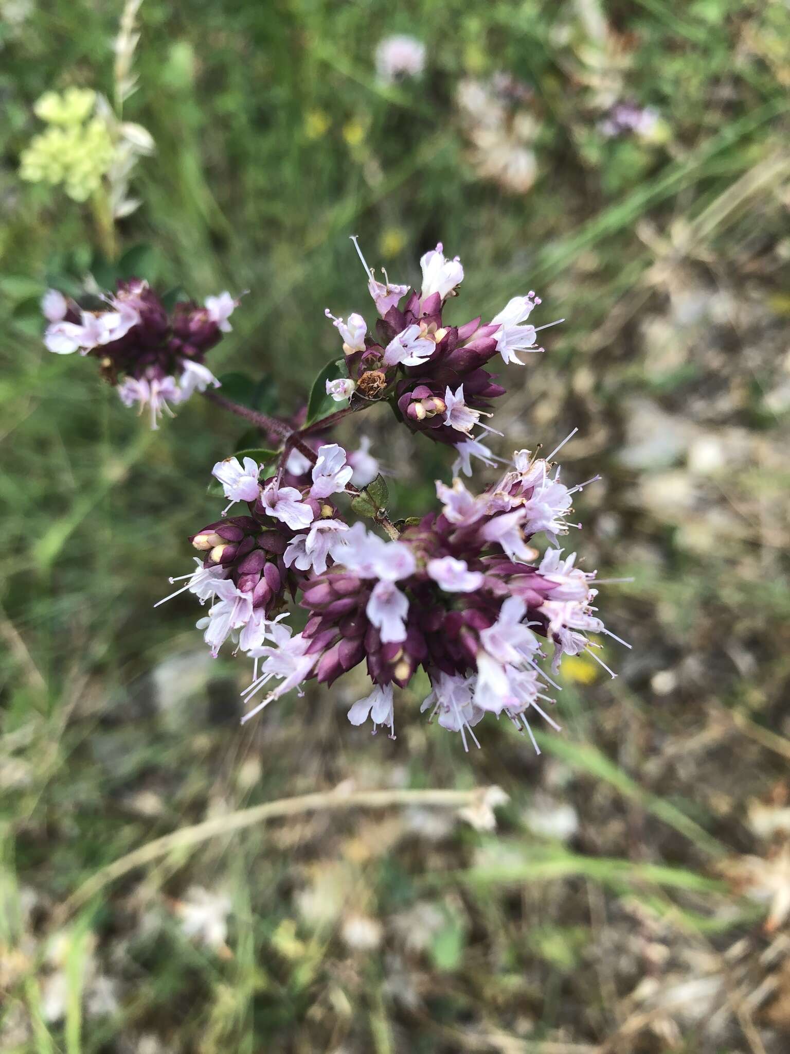 Image of Origanum vulgare subsp. vulgare