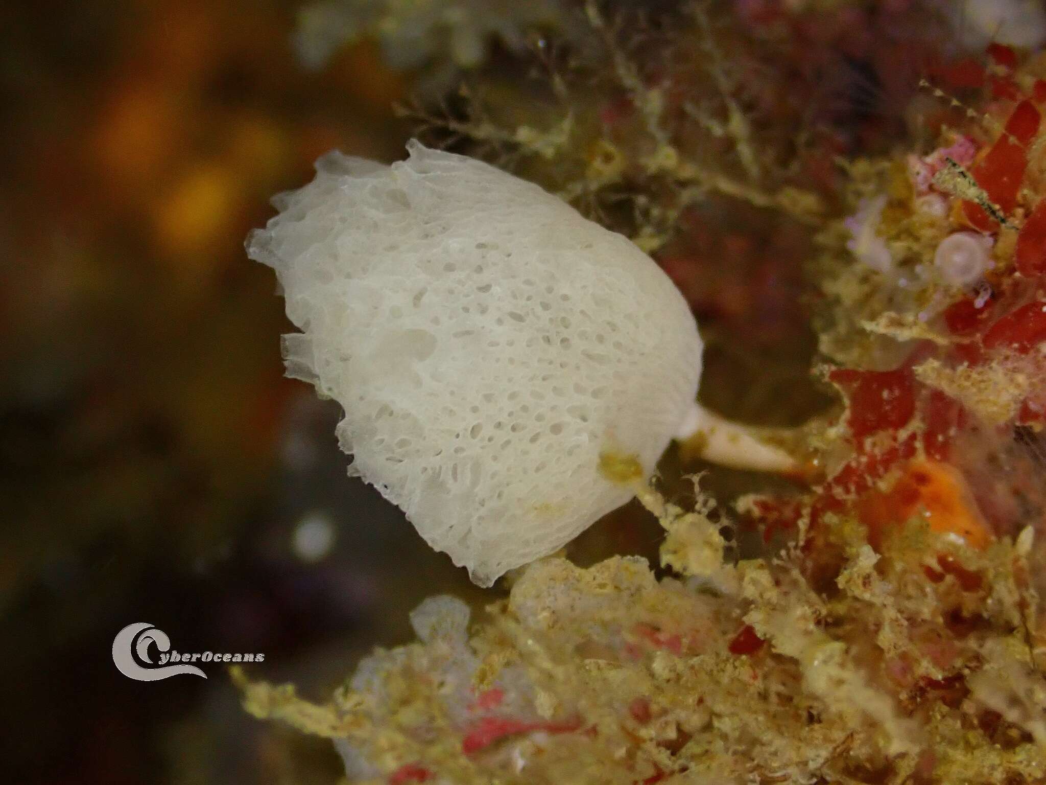 Image of guancha sponge