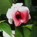 Image of Sobralia helleri A. D. Hawkes