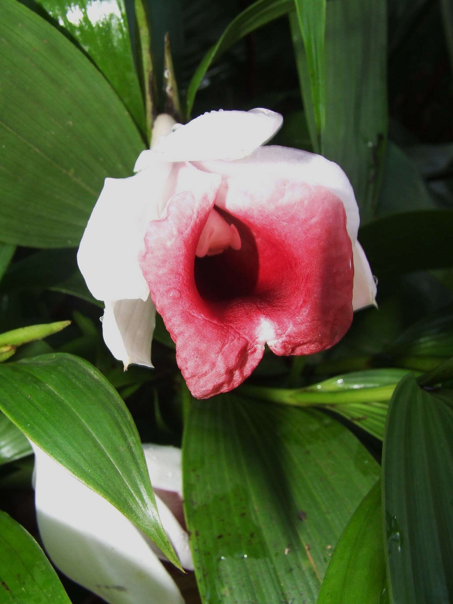 Image of Sobralia helleri A. D. Hawkes