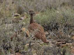 Image of Eupodotis vigorsii namaqua (Roberts 1932)