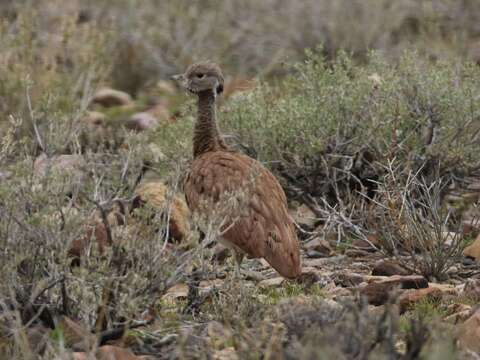 Imagem de Eupodotis vigorsii namaqua (Roberts 1932)