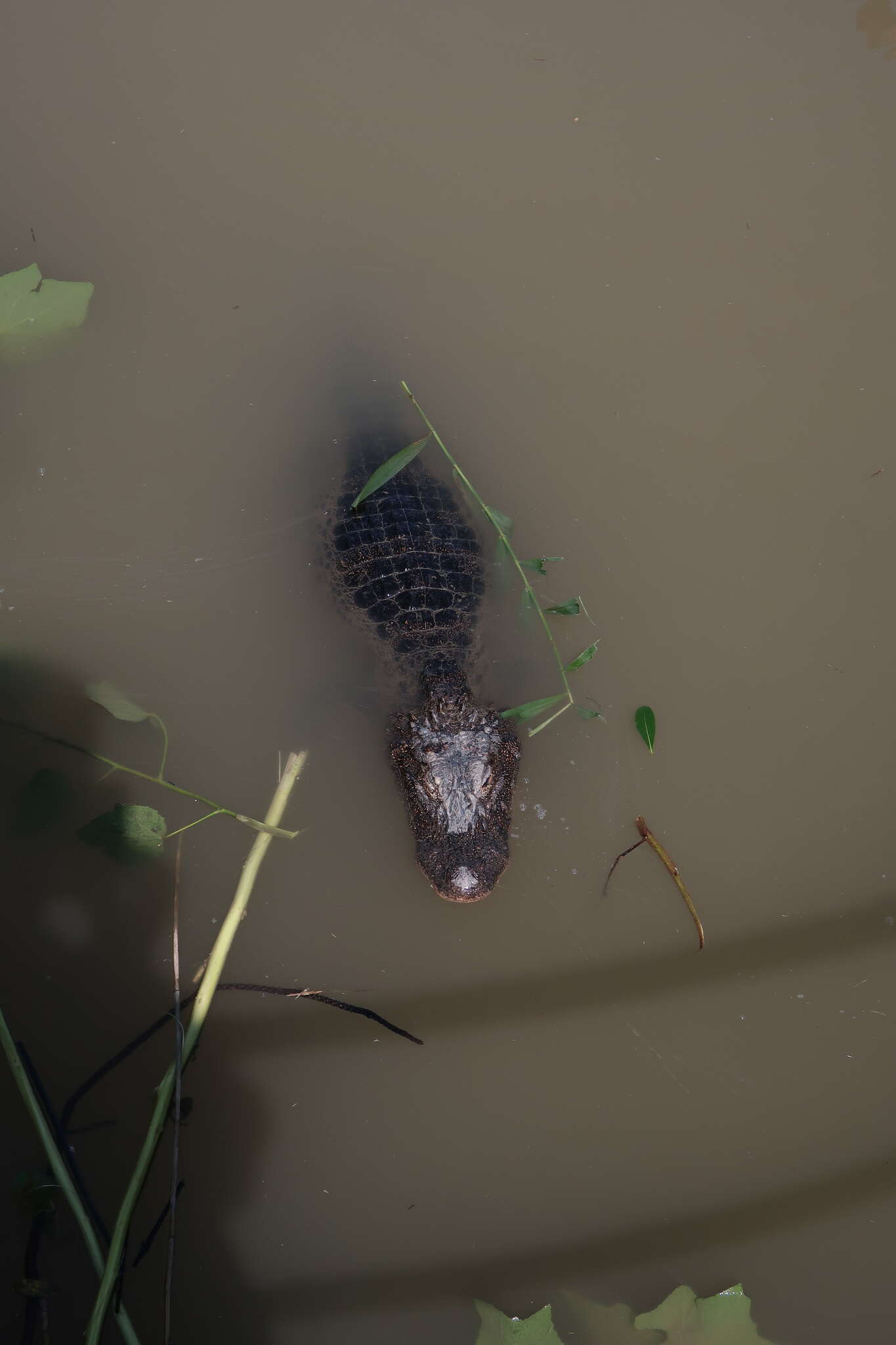 Image of Chinese alligator